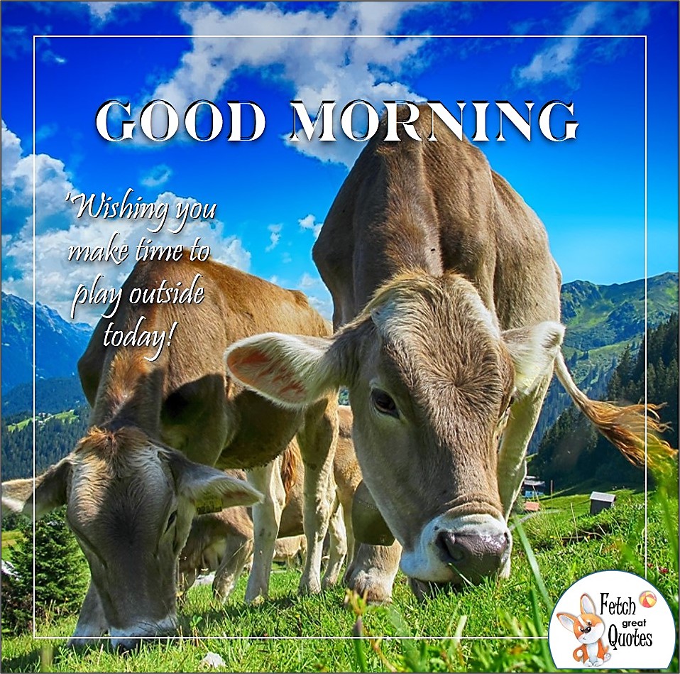 brown cows, Wishing you make time to play outside today!, dairy cows, farm life, Country Morning, Good Morning, Country Good Morning, sunny morning, , good morning blessings, Country blessing, Good morning wishes, free country good morning photos, countryside photos,country girl morning, Country blessing, American country, down country, American country