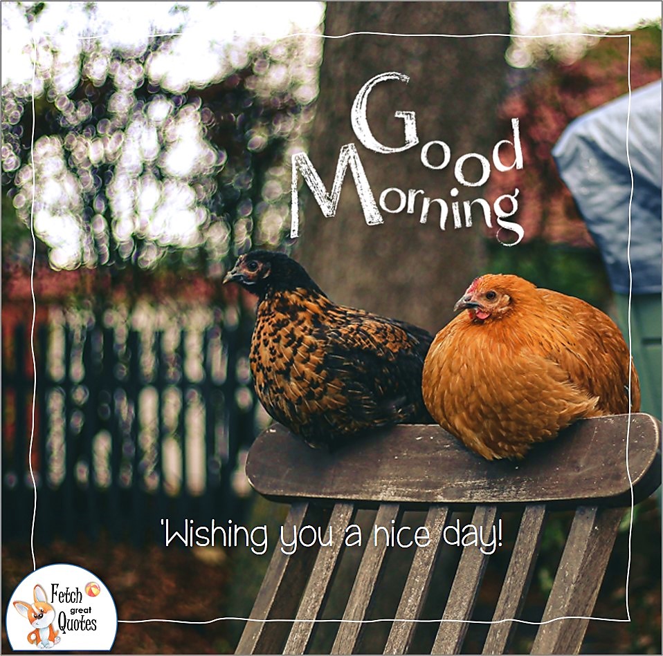 chickens, wishing you a nice day, Country Morning, Good Morning, Country Good Morning, sunny morning, , good morning blessings, Country blessing, Good morning wishes, free country good morning photos, countryside photos,country girl morning, Country blessing, American country, down country, American country, farm life, chicken farm