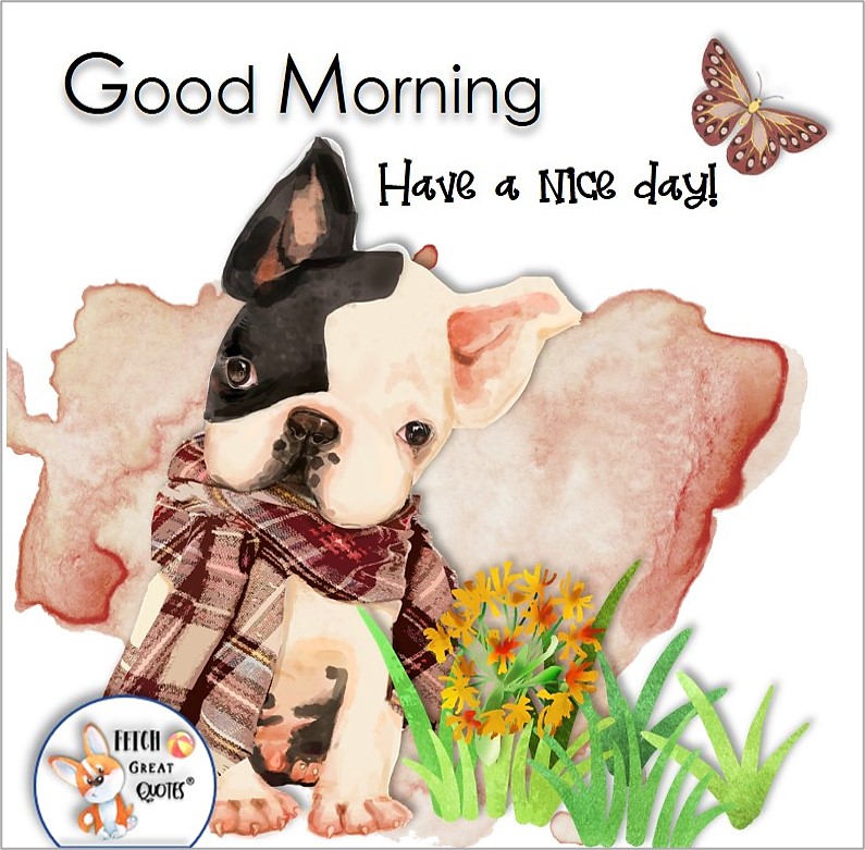 cute boxer dog, cute puppy, cute dog photo, Have a nice day, Whimsical Good Morning photos, cute good morning photo, good morning photos, cartoon good morning photos, humorous good morning photos, funny good morning photos