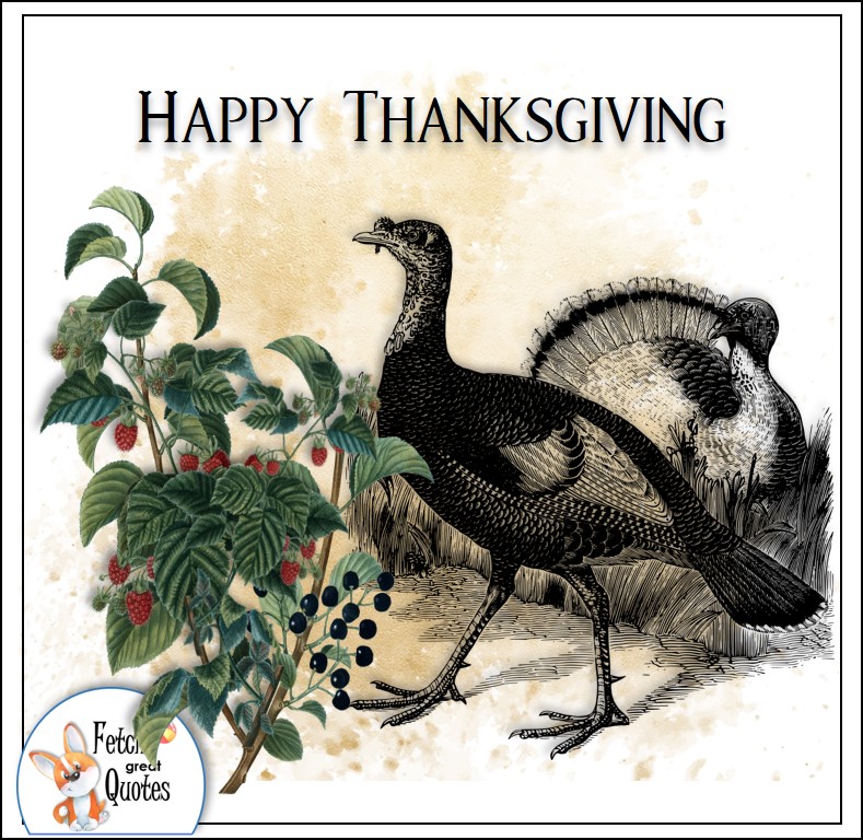 Turkey, talking turkey, celebrate giving thanks, , gratitude, abundance in our lives, happy Thanksgiving, give thanks, beautiful Happy Thanksgiving photos, Happy Thanksgiving, heartwarming Thanksgiving photos