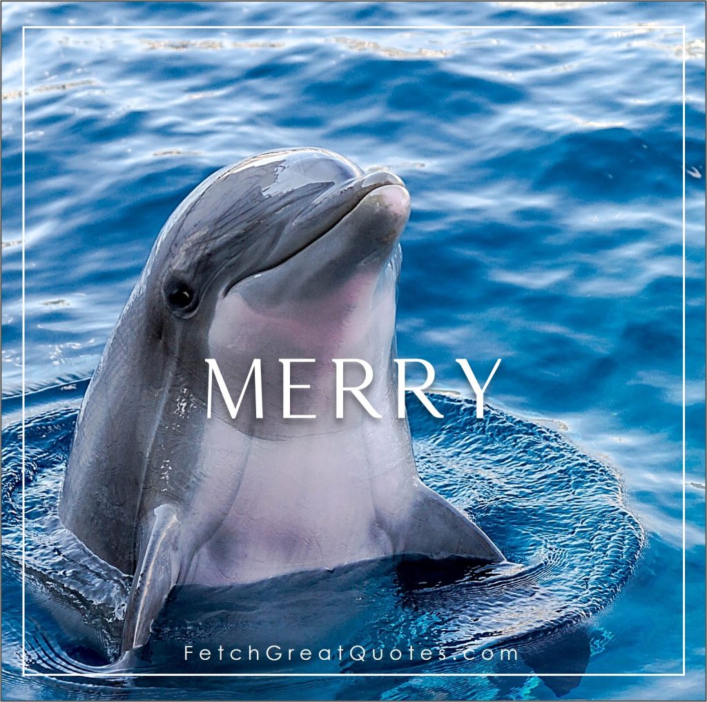 Positive words, positive emotions, uplifting thoughts, word of the day, merry, dolphin photo