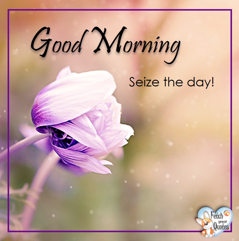 Purple flowers, Seize the day, Spring Good Morning photo, Free Good Morning photo, Flower Photo, Spring Flowers