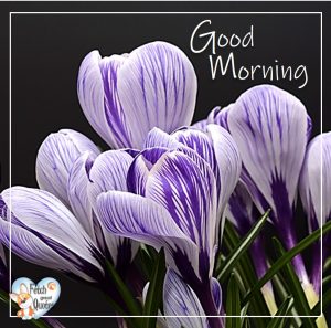 Spring Good Morning – Fetch Great Quotes