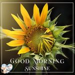 Spring Good Morning – Fetch Great Quotes