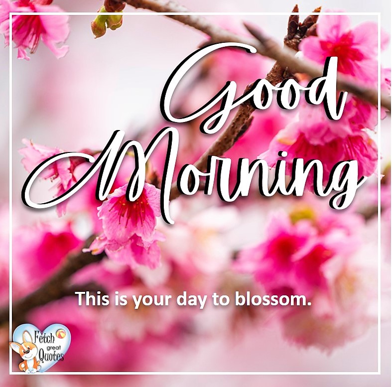 Pink blossoms, Spring Good Morning photo, Free Good Morning photo, Flower Photo, Spring Flowers, This is your day to blossom